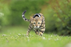 Bengal cat