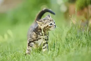 Bengal cat, domestic cat, kitten standing on a meadow