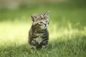 Bengal cat, domestic cat, kitten standing on a meadow