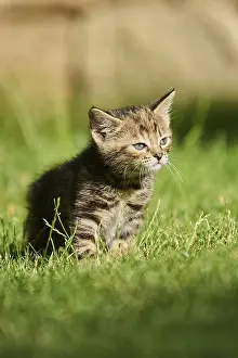 Bengal cat, domestic cat, kitten standing on a meadow