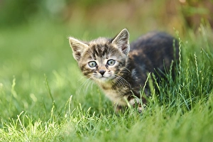 Bengal cat, domestic cat, kitten walking on a meadow