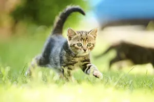 Bengal cat, domestic cat, kitten walking on a meadow