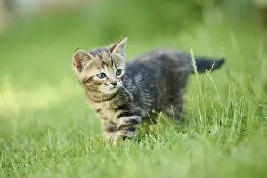 Bengal cat, domestic cat, kitten walking on a meadow