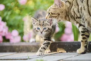 Bengal cat, domestic cat, mother and kitten in front of a flower bed