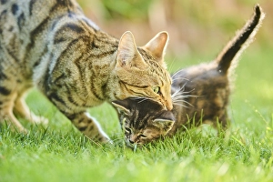 Bengal cat, domestic cat, mother with her kitten walking on a meadow