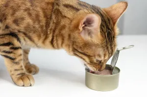 Bengal cat eats from an open tin can cat food with tuna