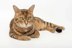 Bengal cat isolated on white for advertising