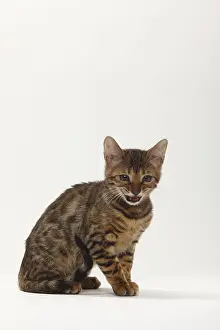 Bengal cat, kitten, 11 weeks