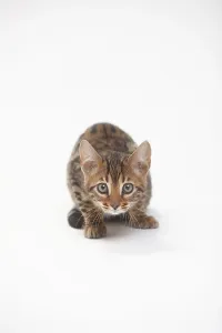 Bengal cat, kitten, 8 weeks