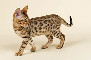 Bengal cat, kitten, coat colour brown rosetted