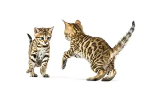 Two bengal cat kittens playing together