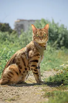 Bengal cat in a leather harness on a leash