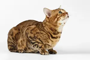 Bengal Cat lies on White background and Looking up