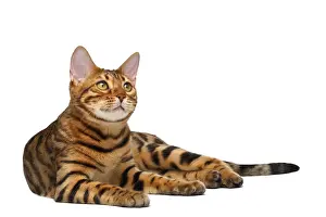 Bengal cat lies on white background and looking up