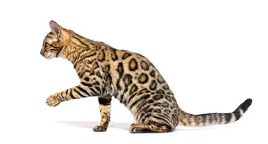 Bengal cat marking the stop and looking away