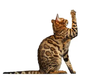 Bengal cat sitsand raising up paw on white background