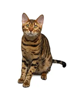 Bengal cat sitting isolated on white background