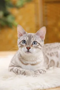 Bengal Cat, Snow Bengal