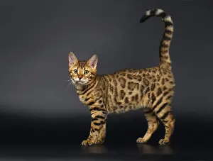 Bengal Cat Stads and Curious Looking in Camera on Black background