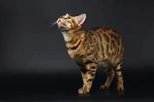 Bengal Cat Stads and Looking up on Black background