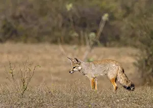 Bengal fox (Vulpes bengalensis)
