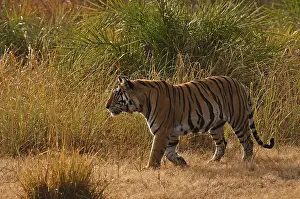 Bengal or Indian tiger (Panthera tigris tigris)