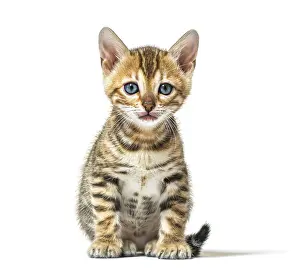 Bengal kitten sitting facing at the camera