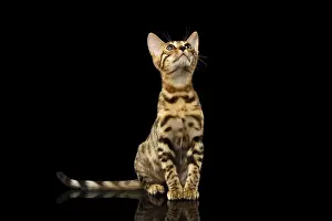 Bengal Kitty Sits and Looking Up on Black Background