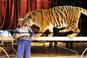Bengal tiger, animal tamer Christian Walliser