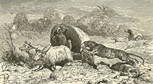 Bengal tiger attacking covered wagon in India, Asia