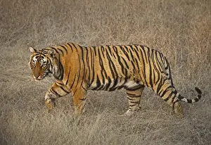 Bengal tiger (Panthera tigris tigris)