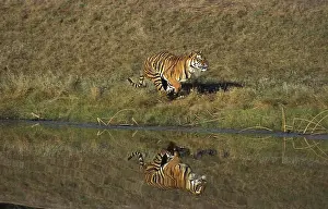 BENGAL TIGER (panthera tigris tigris)
