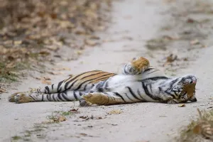 Bengal tiger (Panthera tigris tigris)