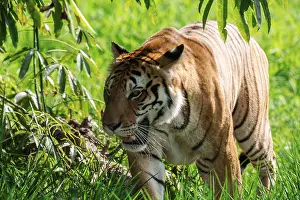 A Bengal tiger, Panthera tigris tigris