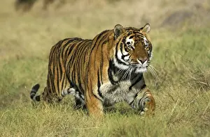 Bengal Tiger (panthera tigris tigris), Adult