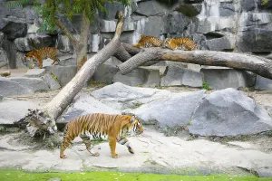 Bengal Tiger (Panthera tigris tigris) in the enclosure at Tierpark Berlin zoo