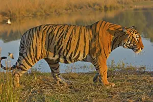 Bengal Tiger, Ranthambore national park