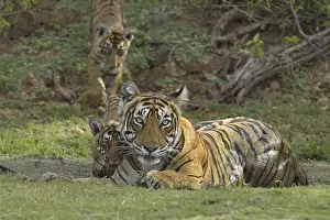 Bengal Tigers (Panthera tigris tigris)