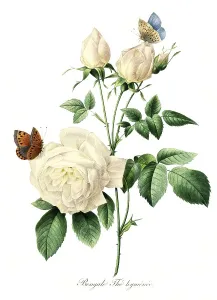 Bengale The hymenee, Hymene rose