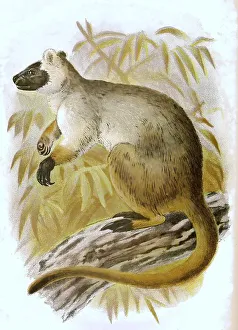 Bennett's tree-kangaroo (Dendrolagus bennettianus)
