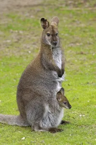Bennett's Wallabies (Macropus rufogriseus rufogriseus)<br>Bennett's Wallabies (Macropus rufogriseus rufogriseus)