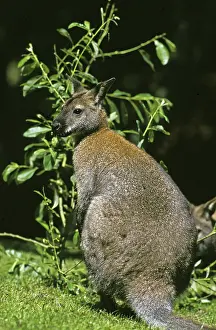Bennett's Wallaby (macropus rufogriseus)