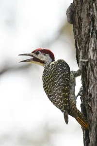 Bennett's Woodpecker (Campethera bennettii)