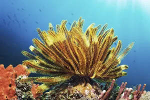 Bennnetti's feather star, yellow (Oxycomanthus bennetti) on coral reef in backlight
