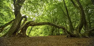 Bent beech (Fagus) that has grown into another tree