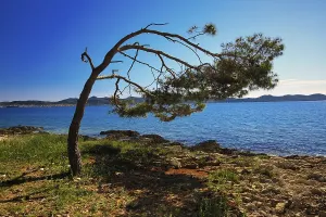 A bent tree on the rocky shore overlooking the sea