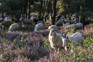 Bentheimer Landschafe (Ovis gmelini) and goats (Capra aegagrus f)