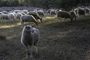 Bentheimer Landschafe (Ovis gmelini) and goats (Capra aegagrus f)