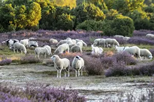 Bentheimer Landschafe (Ovis gmelini) and goats (Capra aegagrus f)