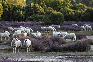 Bentheimer Landschafe (Ovis gmelini) and goats (Capra aegagrus f)